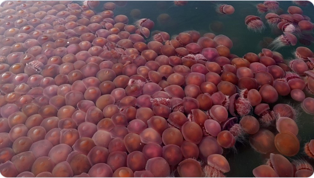 red jellyfish swarm waters in philippines, red water philippines, water turns red philippines, red jellyfish invasion philippines april 2020