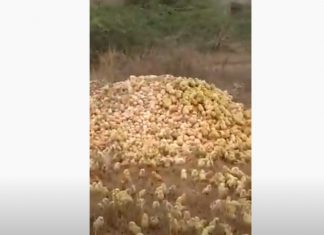 thousand chicks hatch from eggs karachi pakistan video, Thousands of baby chickens hatch from eggs during Coronavirus lockdown in Karachi, Pakistan