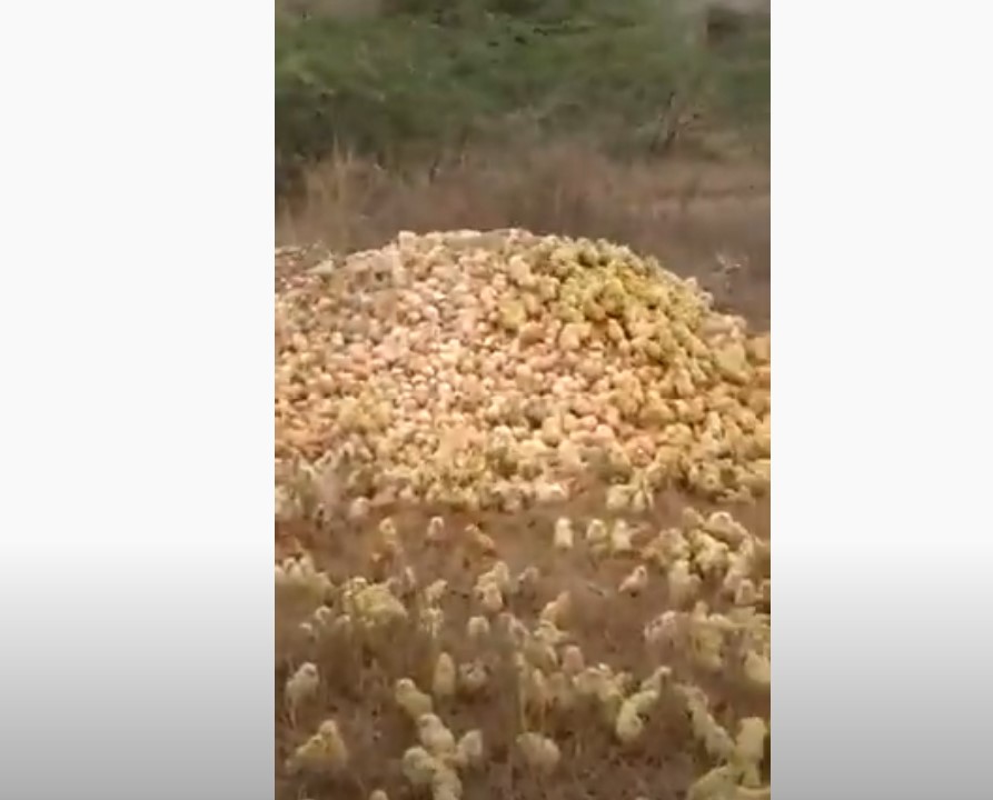 thousand chicks hatch from eggs karachi pakistan video, Thousands of baby chickens hatch from eggs during Coronavirus lockdown in Karachi, Pakistan