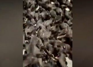 Thousands of grey petrel birds trapped on Russian ship, Thousands of grey petrel birds trapped on Russian ship pictures, Thousands of grey petrel birds trapped on Russian ship video, Thousands of grey petrel birds trapped on Russian ship april 2020