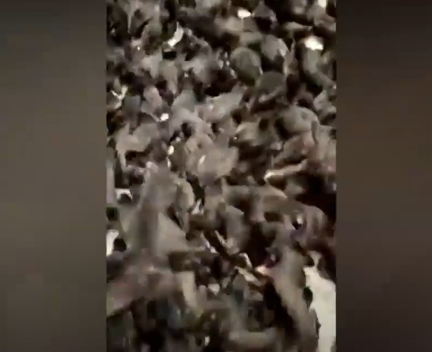 Thousands of grey petrel birds trapped on Russian ship, Thousands of grey petrel birds trapped on Russian ship pictures, Thousands of grey petrel birds trapped on Russian ship video, Thousands of grey petrel birds trapped on Russian ship april 2020