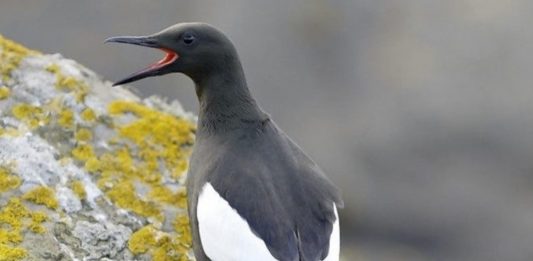 thousands dead seabirds scotland