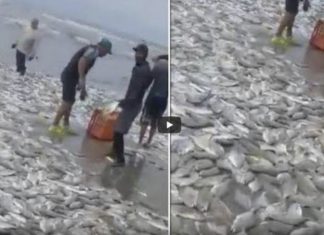 Thousands of fish wash up on beach in Acapulco mexico, Thousands of fish wash up on beach in Acapulco video