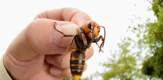 Asian Giant hornet, giant asian hornet, Asian Giant hornet usa, Asian Giant hornet canada, Asian Giant hornet may 2020