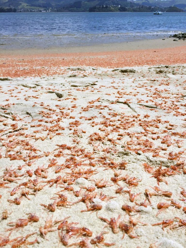 Millions of Lobsters Turn Otago Beach RED