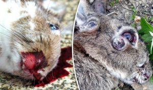 hemorrhagic rabbits gruesome deaths rhd contagious decimates