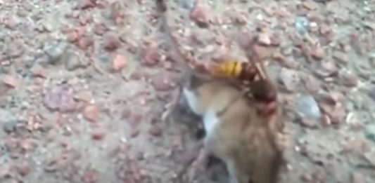 Terrifying video shows asian murder hornet killing a mouse, asian giant hornet kills mouse video