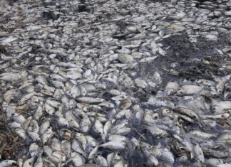 dead fish paraguay, dead fish paraguay video, dead fish paraguay picture