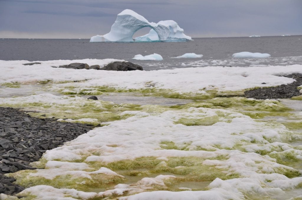 Green snow in Antarctica, green snow antarctica, green snow antarcticapictures, green snow antarctica video