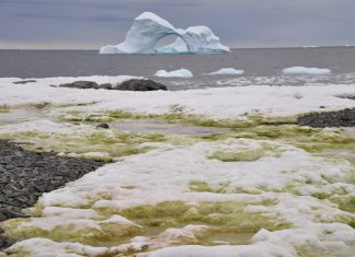 Green snow in Antarctica, green snow antarctica, green snow antarcticapictures, green snow antarctica video