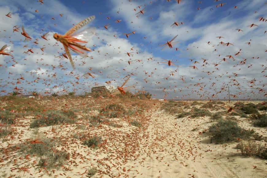 A locust swarm of biblical proportions is expected to invade Kenya via Ethiopia, for the second time this year.