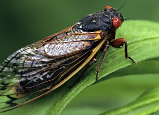 millions of cicadas invade usa, millions of cicadas invade usa video, millions of cicadas invade usa pictures, millions of cicadas invade usa video