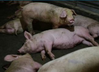 pigs aborted chickens gassed as pandemic slams us meat sector, pigs aborted chickens gassed as pandemic slams us meat sector video, pigs aborted chickens gassed as pandemic slams us meat sector pictures