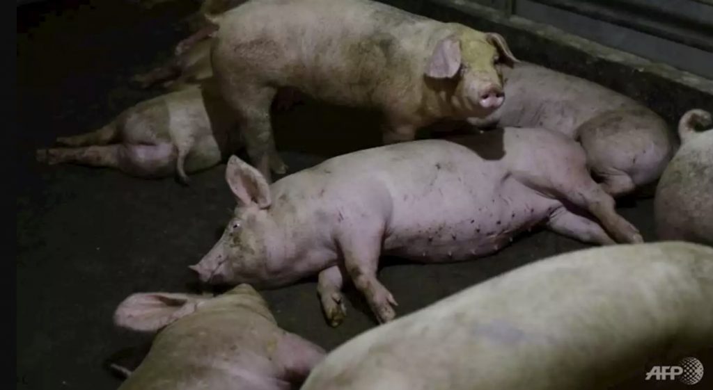 UP to one million pigs have been culled in Nigeria as the country attempts to grapple with an outbreak of African swine fever, african swine fever outbreak Nigeria 1 million pigs killed