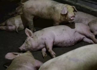 UP to one million pigs have been culled in Nigeria as the country attempts to grapple with an outbreak of African swine fever, african swine fever outbreak Nigeria 1 million pigs killed
