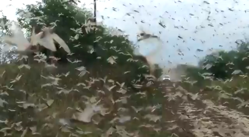 argentina locust plague, argentina langostas, paraguay langostasA biblical locust plague is currently hitting Argentina after Paraguay in South America in June 2020