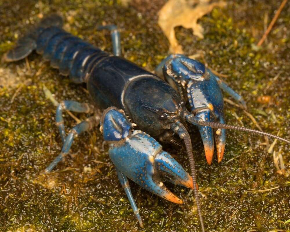 blue crayfish discovery Ohio, blue crayfish discovery Ohio pictures, blue crayfish discovery Ohio video, blue crayfish discovery Ohio june 2020