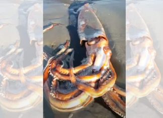 giant squid, giant squid south africa, giant squid SA video, giant squid june 2020