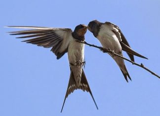 swallows death uk europe, Swallows fail to return to Europe skies,Swallows fail to return to Europe skies. 5G or extreme weather
