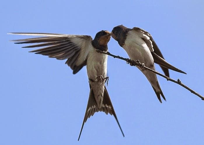 swallows death uk europe, Swallows fail to return to Europe skies,Swallows fail to return to Europe skies. 5G or extreme weather 