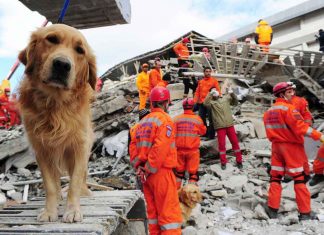 Can animal predict earthquakes, animal earthquake prediction, animal early warning signs earthquake