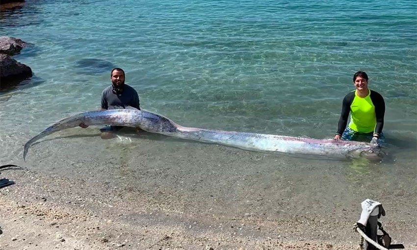 giant oarfish baja california mexico