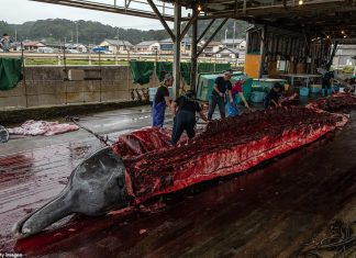 japan kills whales again, japan kills whales again july 2020