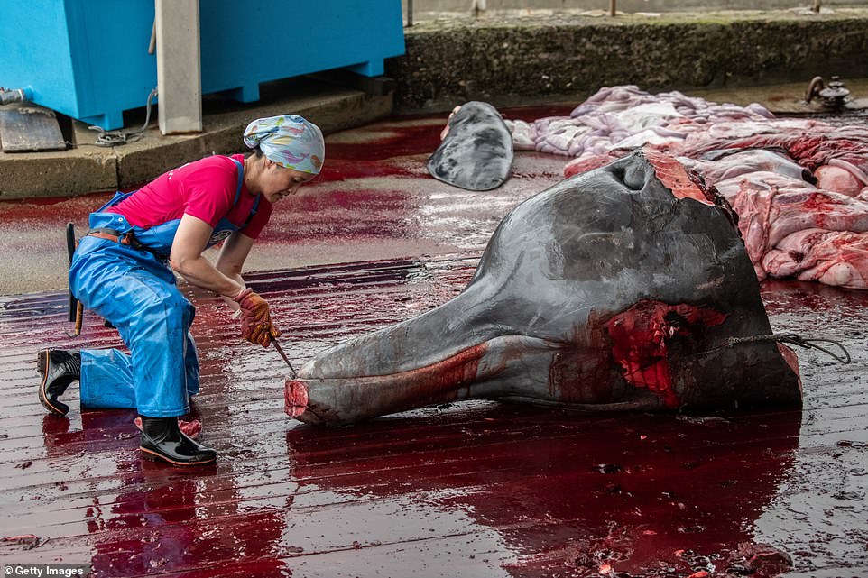 japan kills whales again, japan kills whales again july 2020