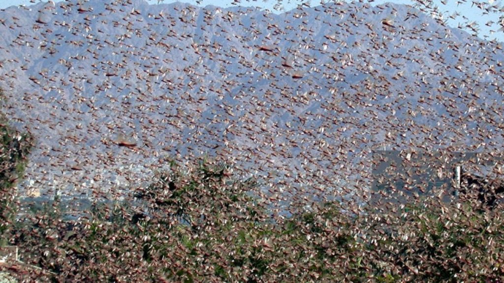 Worst locust plague in 70 years invades Sardinia, Worst locust plague in 70 years invades Sardinia july 2020, Worst locust plague in 70 years invades Sardinia video, Worst locust plague in 70 years invades Sardinia picture