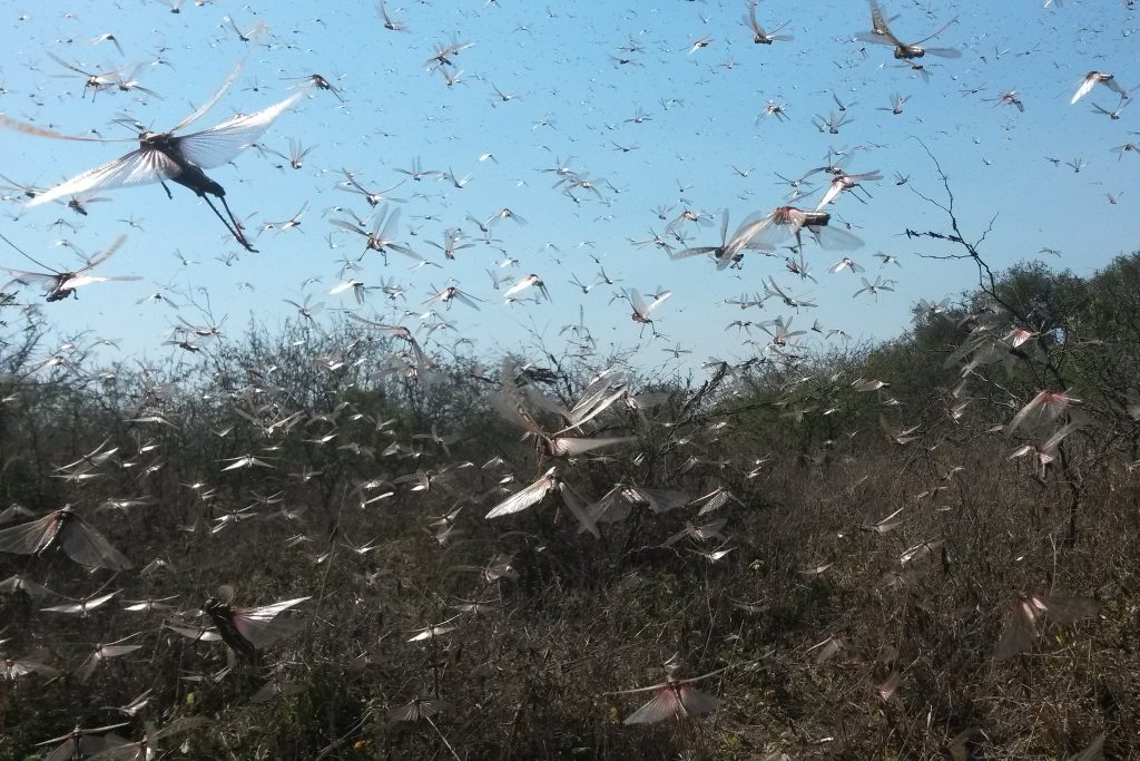 Locust plague threatens Brazil and is heading north in Colombia and Middle America (El Salvador, Brazil, Belize). Mexico and USA next?