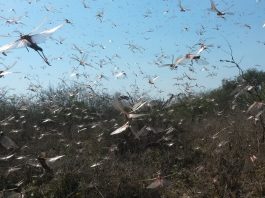 Locust plague threatens Brazil and is heading north in Colombia and Middle America (El Salvador, Brazil, Belize). Mexico and USA next?