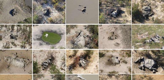 elephant death, elephant die-off botswana, elephant mass death botswana 2020, More than 350 elephants have died in northern Botswana in a mysterious mass die-off described by scientists as a “conservation disaster”