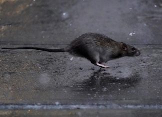 new york rats attack outdoor diners, new york rats attack restaurants, rat plague new york