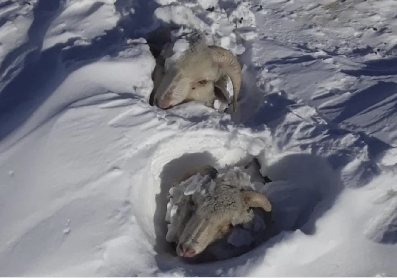 Snow buries livestock alive in Patagonia, Argentina videos - Strange Sounds