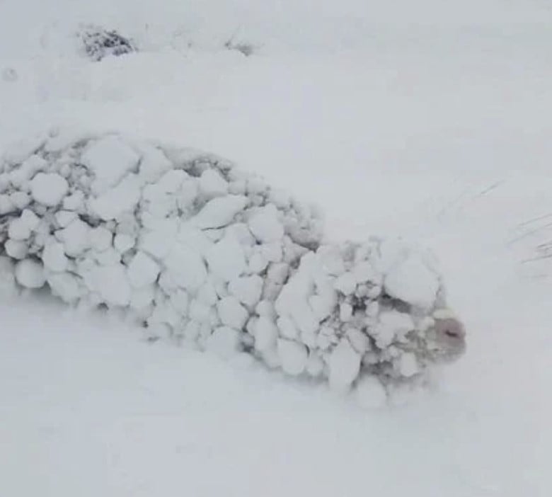 patagonia snowfall animals buried in snow, patagonia snow, patagonia snow buried animals, patagonia snowfall animals buried in snow