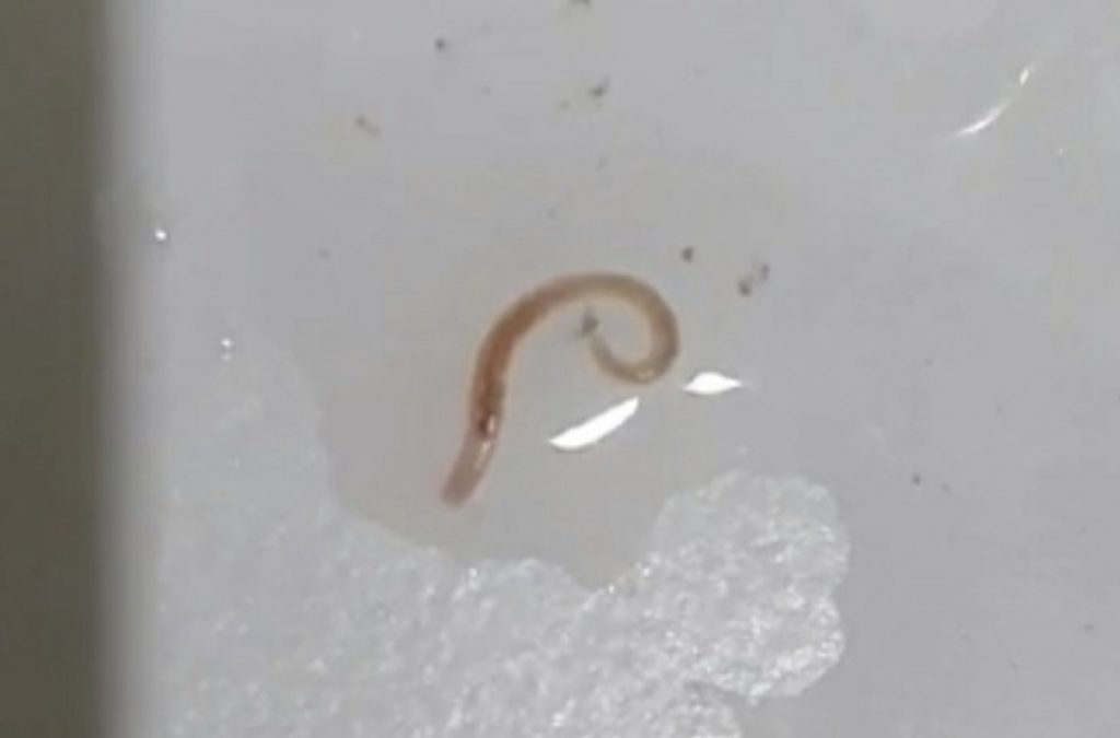 Sudden outbreak of mystery worm-like creatures reported in South Korea water supply, south korea worm tap water plague