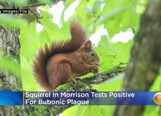 squirrel bubonic plague colorado, squirrel bubonic plague colorado jefferson county, squirrel bubonic plague colorado morrison