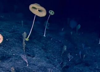 ‘Alien-like’ creature resembling E.T. discovered in ancient area of Pacific seafloor