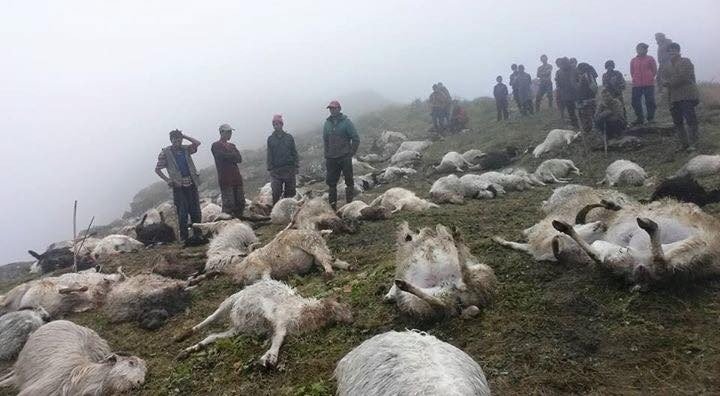 500 sheep killed by lightning in Nepal, 500 sheep killed by lightning in Nepal pictures, 500 sheep killed by lightning in Nepal august 2020