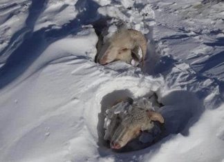 More than 100000 sheep and 5000 cattle dead in Patagonia winter 2020