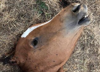 Barbaric horse killing in France, Barbaric horse killing in France picture