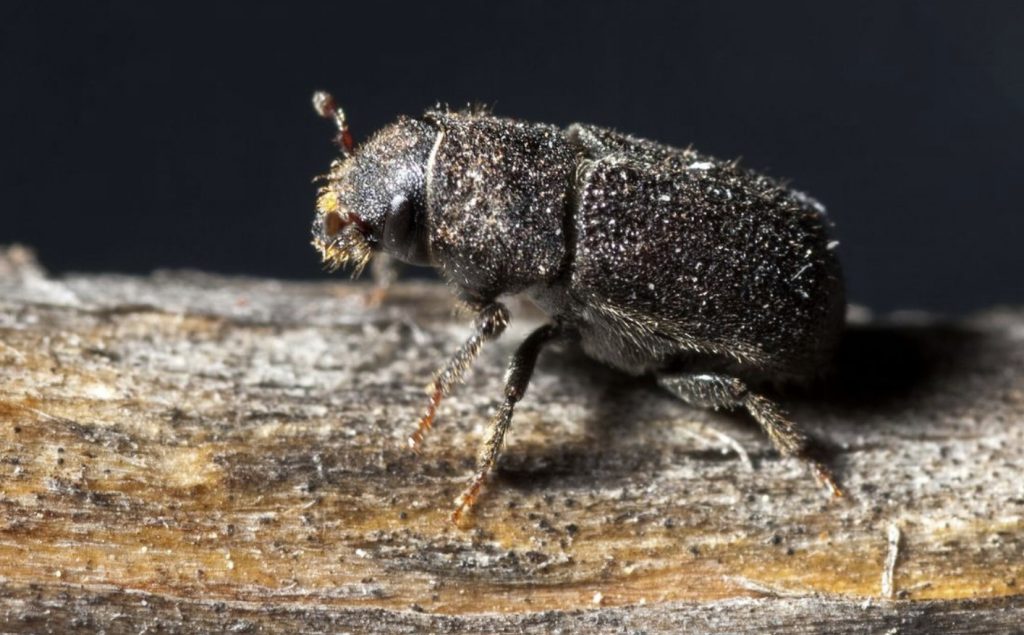 A plague of tiny mountain pine beetles, no bigger than a grain of rice, has already destroyed 15 years of log supplies in British Columbia  Read more at: https://www.bloombergquint.com/global-economics/mountain-pine-beetle-infestations-are-killing-forests-could-worsen-emissions Copyright © BloombergQuint