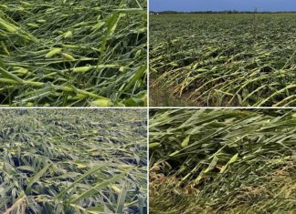 Derecho devastates corn harvest, Derecho devastates corn harvest usa, us farmer hit by derecho august 2020