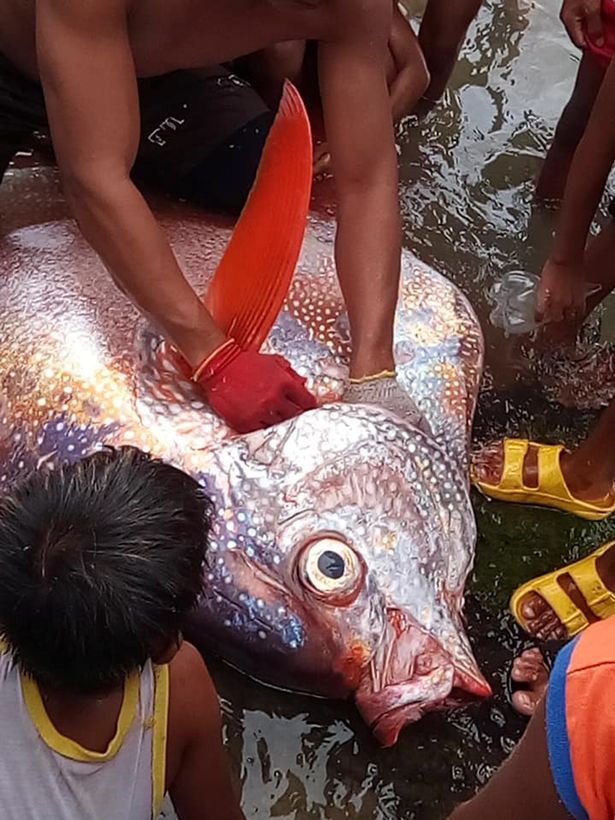 moonfish earthquake philippines, A rare deep-sea Moonfish found dead on ocean surface after a M6.6 earthquake in August 2020, A rare deep-sea Moonfish found dead on ocean surface after a M6.6 earthquake in August 2020 pictures
