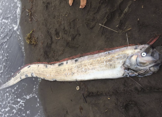 oarfish philippines earthquake, oarfish philippines earthquake august 2020, oarfish philippines earthquake pictures