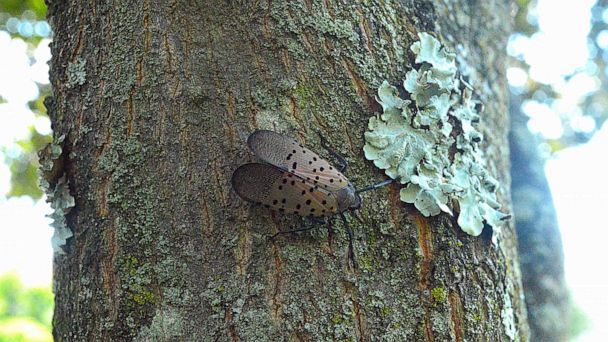 spotted lanternfly invasion, spotted lanternfly invasion 2020, spotted lanternfly invasion usa august 2020