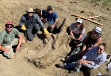 A seven-foot-long, 3,000 pound triceratops skull dubbed "Shady" has been unearthed in the Badlands of South Dakota.
