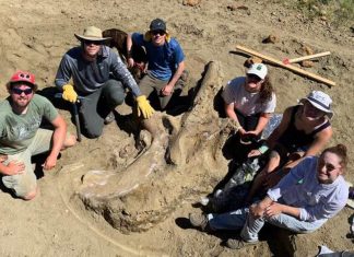 A seven-foot-long, 3,000 pound triceratops skull dubbed "Shady" has been unearthed in the Badlands of South Dakota.