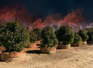 California wildfires threatens pot farms