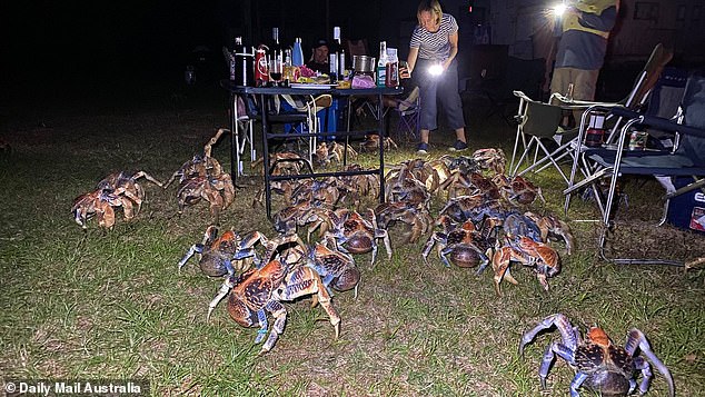 Swarm of giant crabs crash family BBQ on Christmas Island, crabs invade BBQ christmas island australia